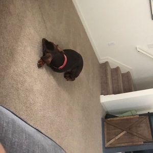 Meet your Posher, William